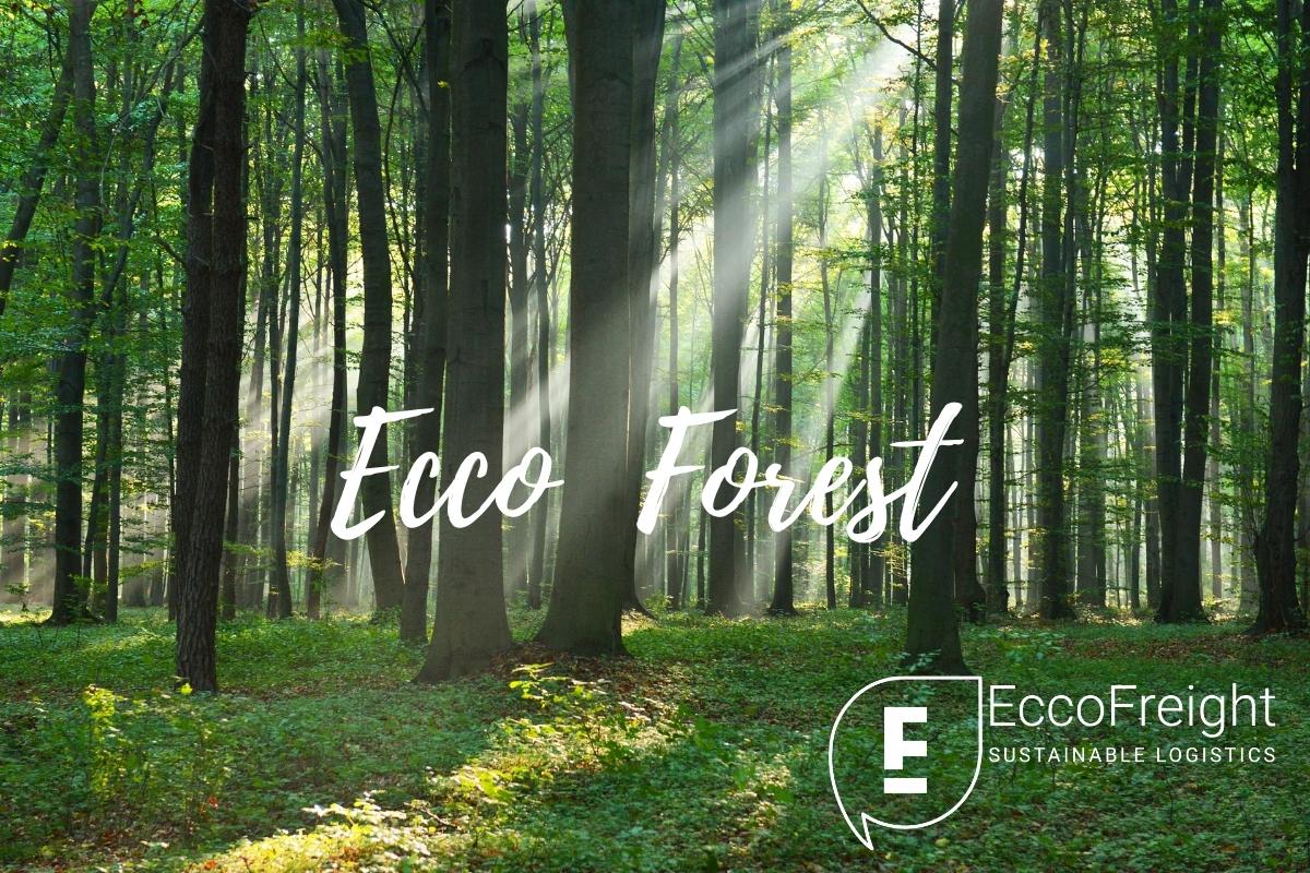 EccoForest